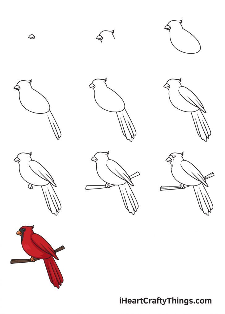 Cardinal Drawing Realistic Sketch