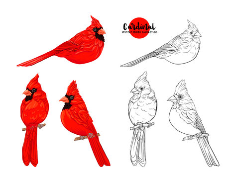 Cardinal Drawing Sketch