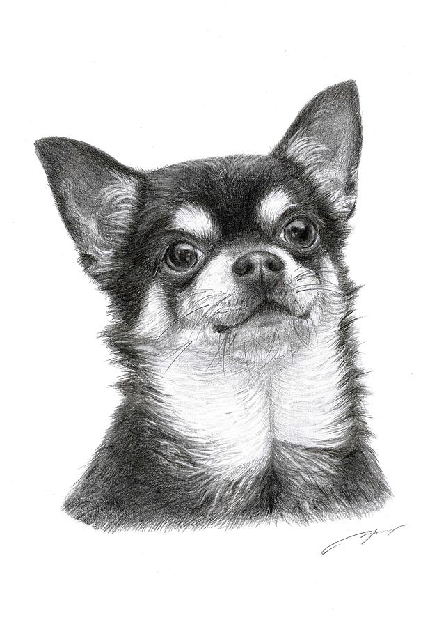 Chihuahua Drawing Amazing Sketch