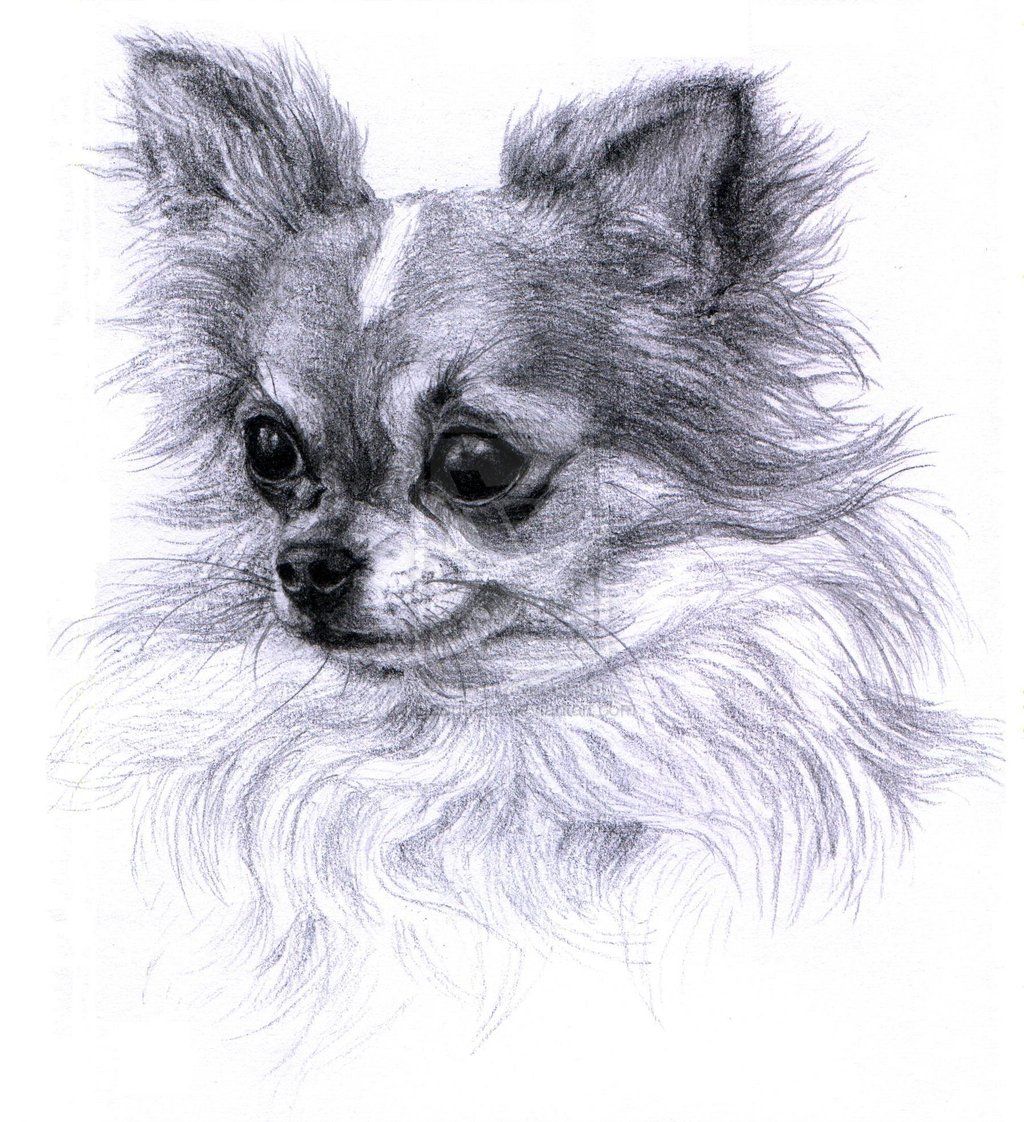 Chihuahua Drawing Creative Style