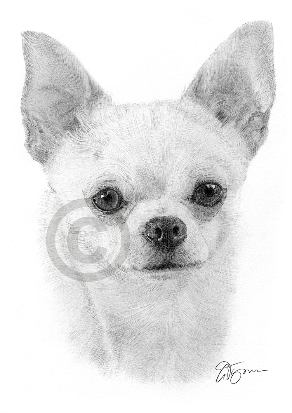 Chihuahua Drawing Detailed Sketch