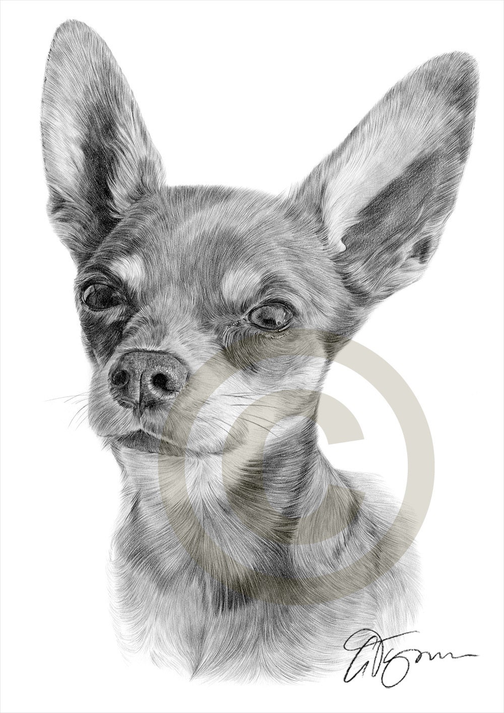 Chihuahua Drawing Fine Art
