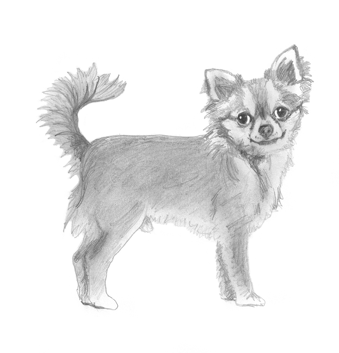 Chihuahua Drawing Hand Drawn Sketch