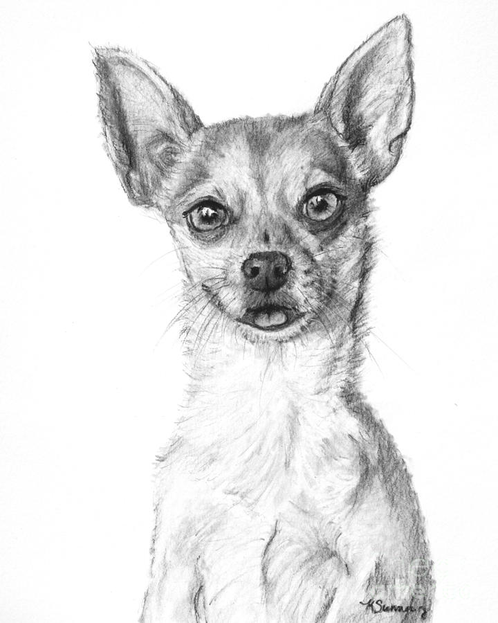 Chihuahua Drawing Intricate Artwork