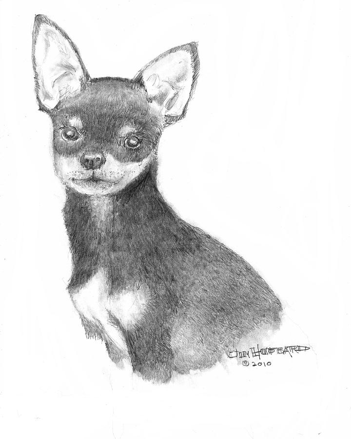 Chihuahua Drawing Modern Sketch