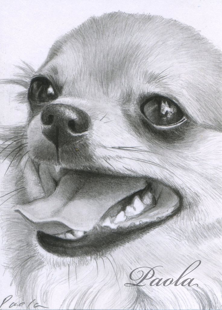Chihuahua Drawing Professional Artwork
