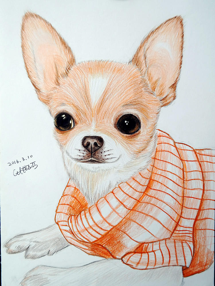 Chihuahua Drawing Realistic Sketch
