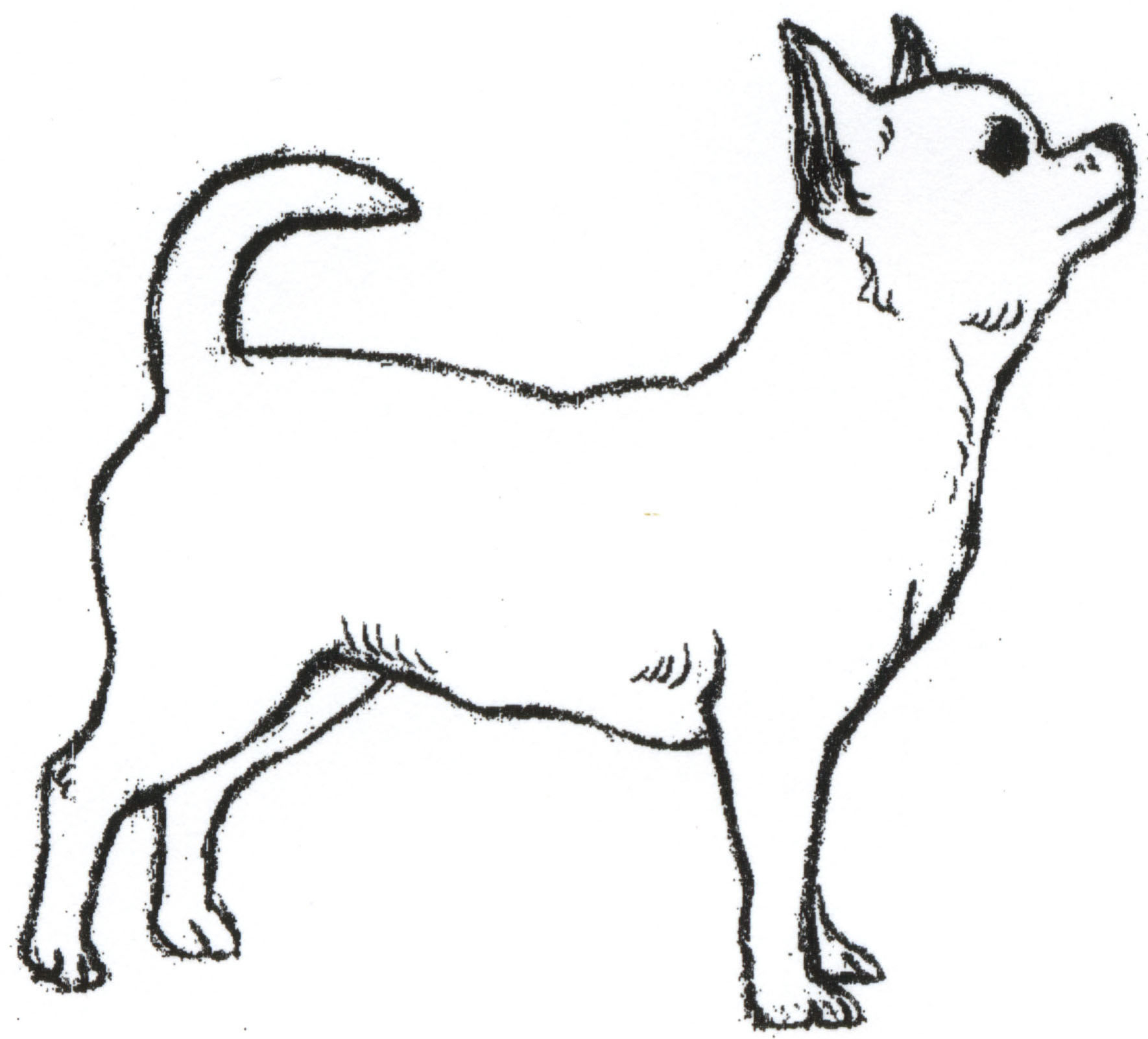 Chihuahua Drawing Sketch