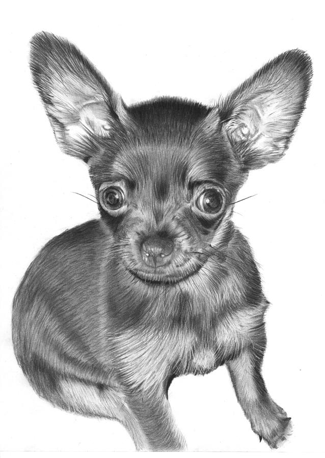 Chihuahua Drawing Stunning Sketch