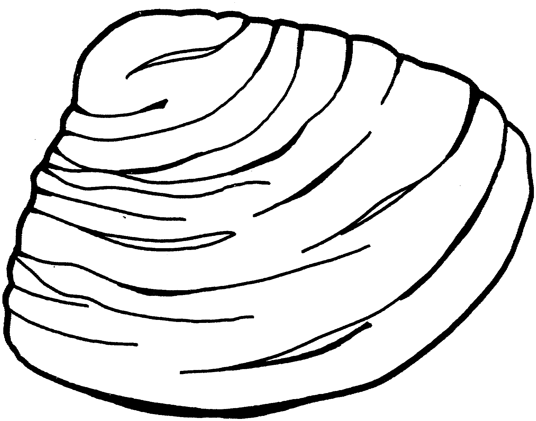 Clam Drawing Sketch