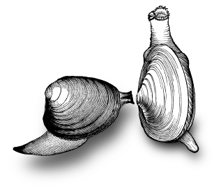 Clam Drawing