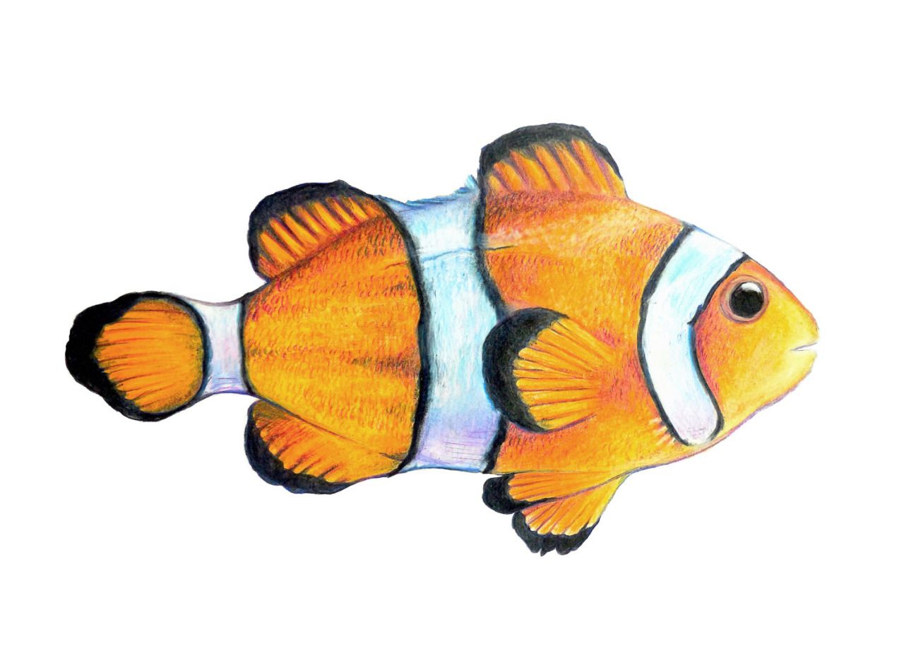 Clownfish Drawing Detailed Sketch