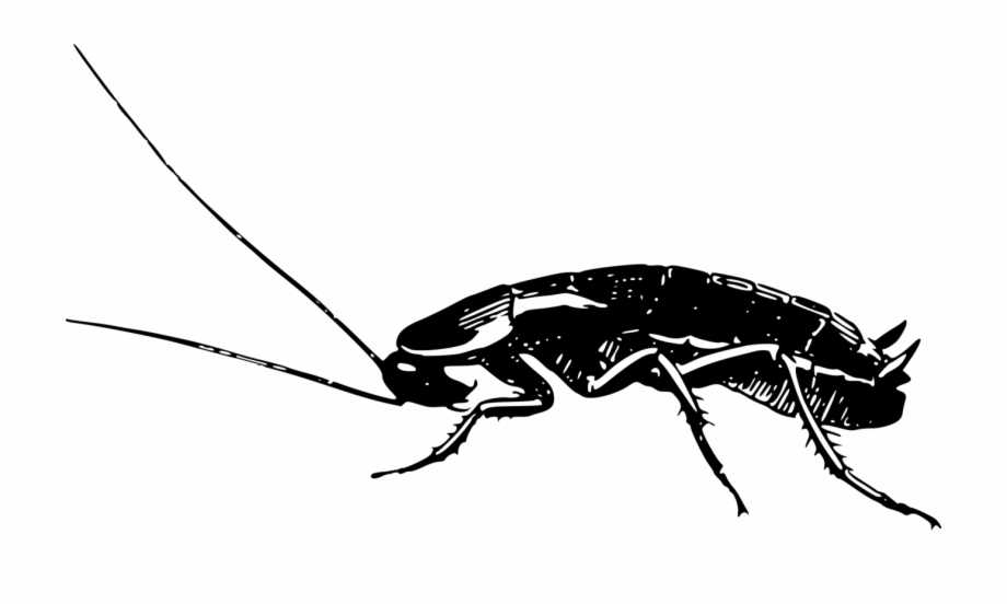 Cockroach Drawing Amazing Sketch