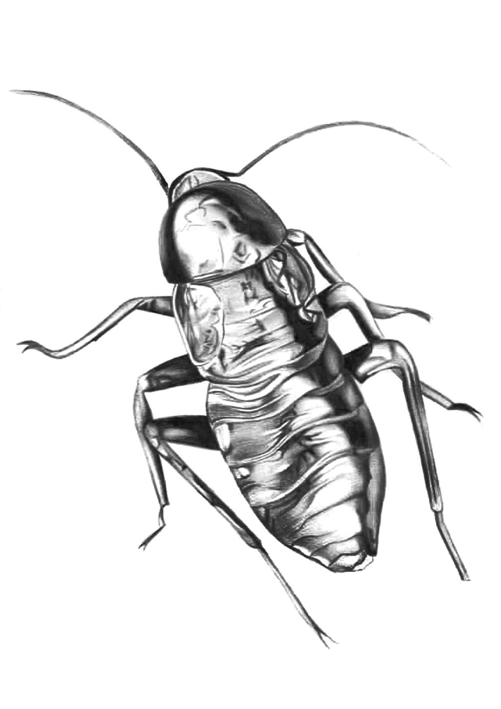 Cockroach Drawing Art