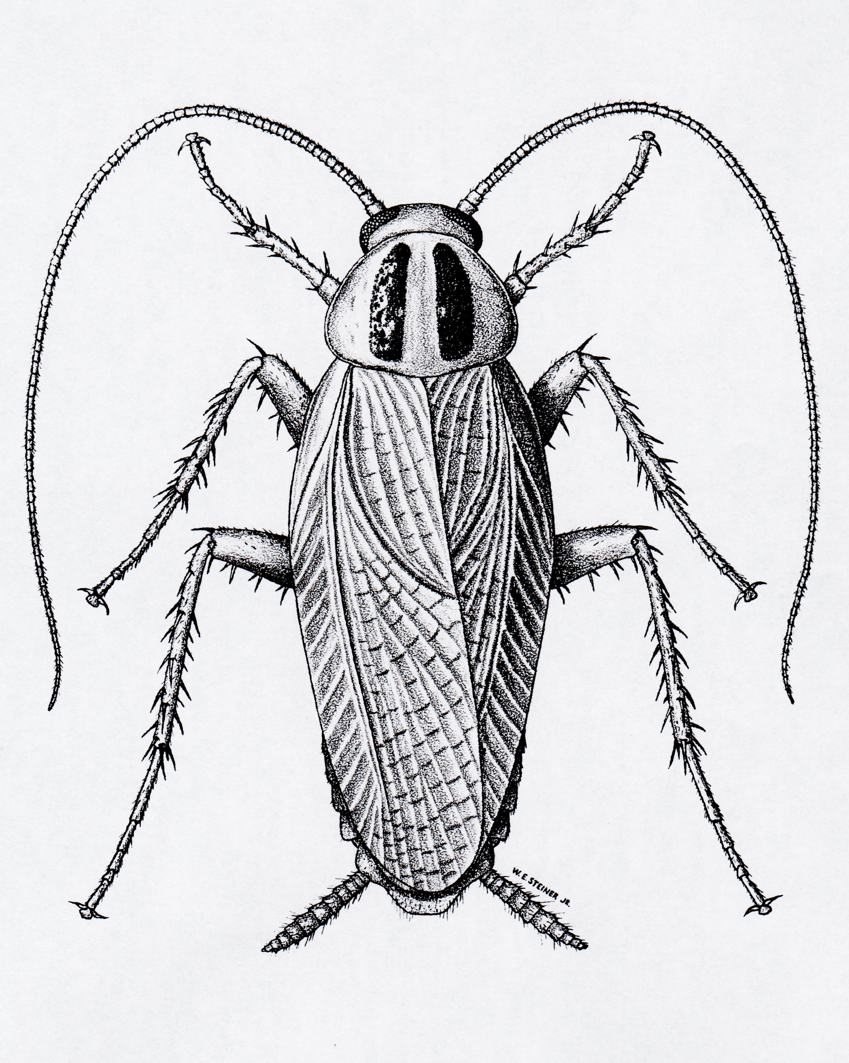 Cockroach Drawing Fine Art