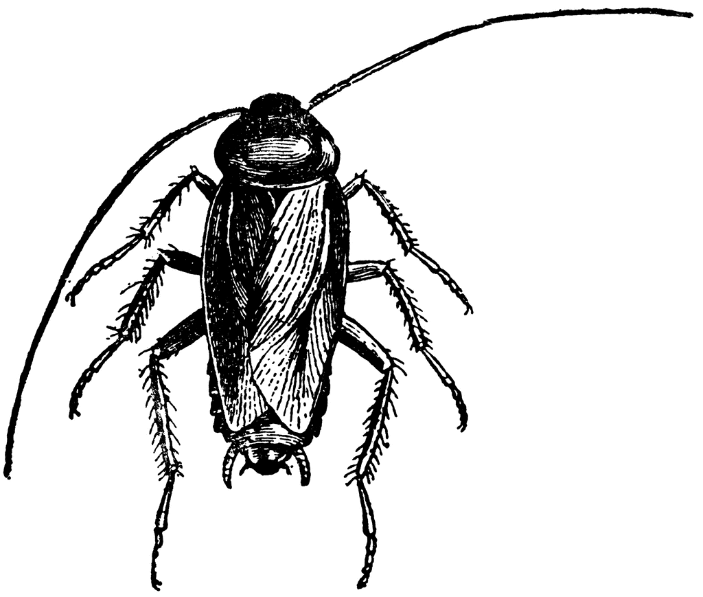 Cockroach Drawing Hand Drawn Sketch