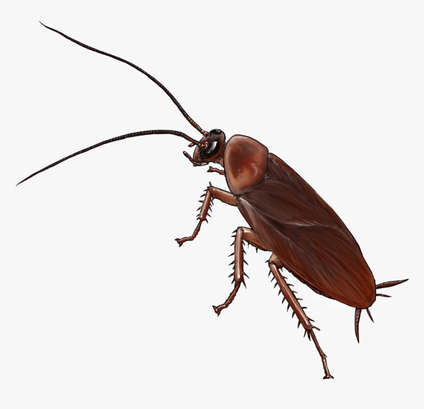 Cockroach Drawing Modern Sketch