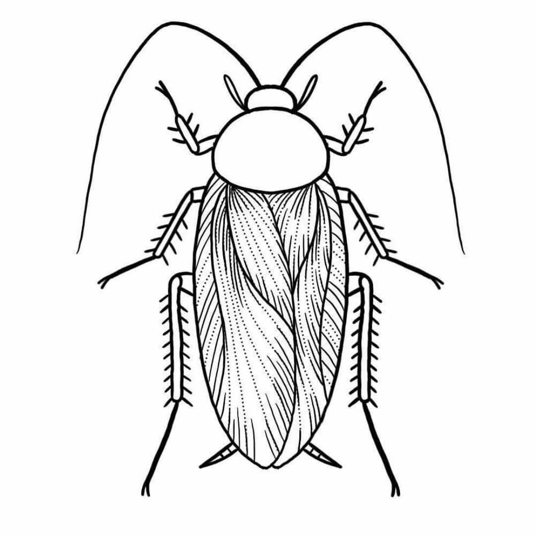 Cockroach Drawing Picture