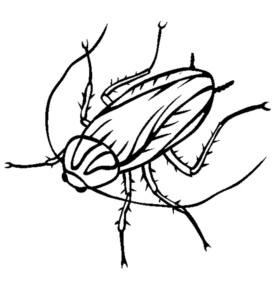 Cockroach Drawing Stunning Sketch