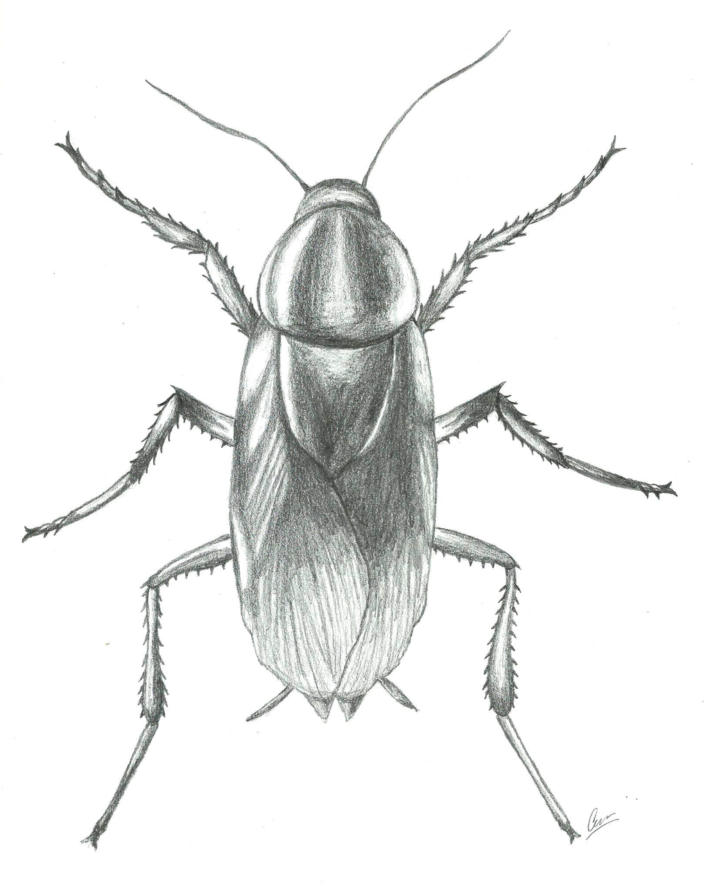 Cockroach Drawing Unique Art