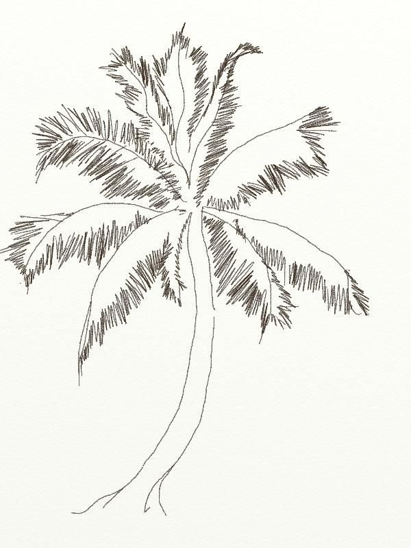 Coconut Tree Drawing Artistic Sketching