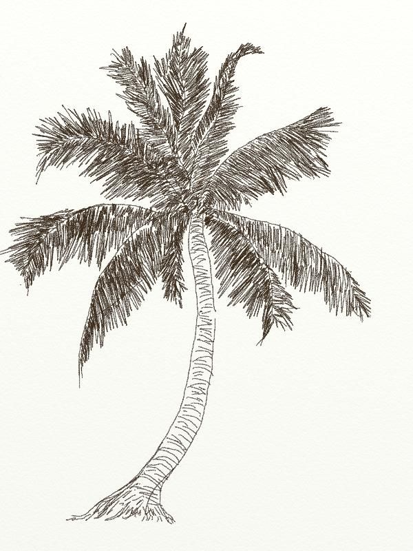 Coconut Tree Drawing Hand drawn Sketch