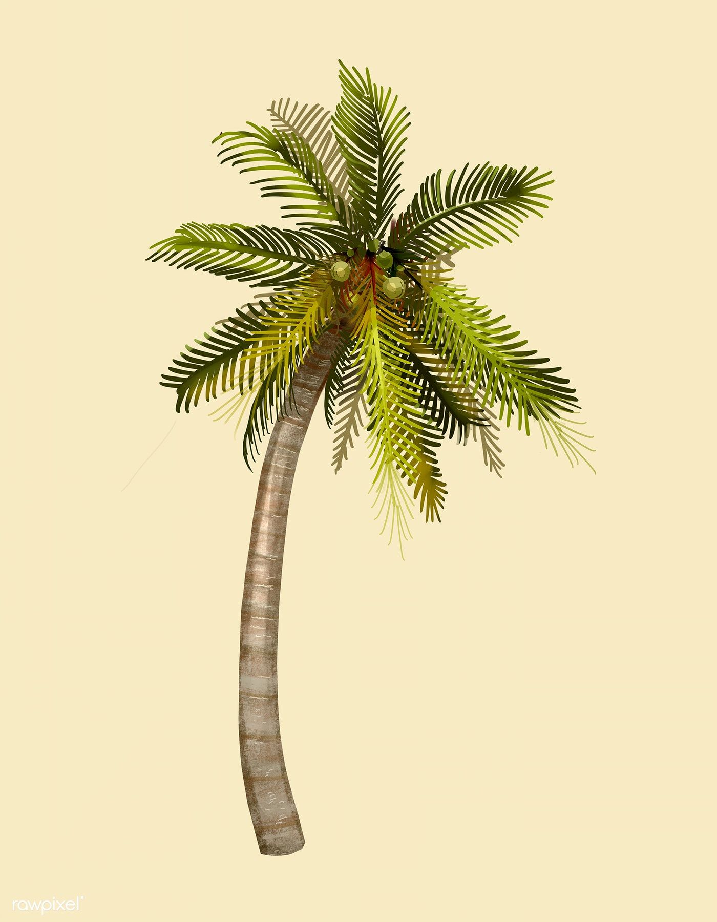 Coconut Tree Drawing Modern Sketch