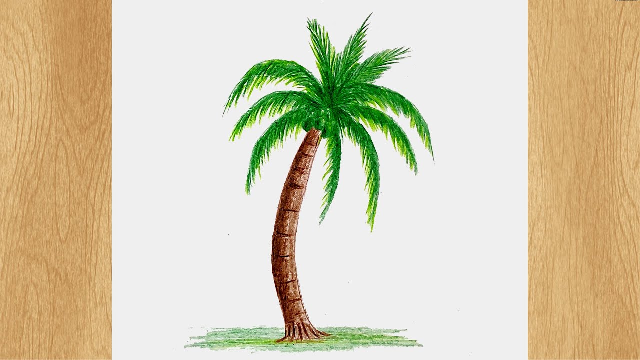 Coconut Tree Drawing Stunning Sketch