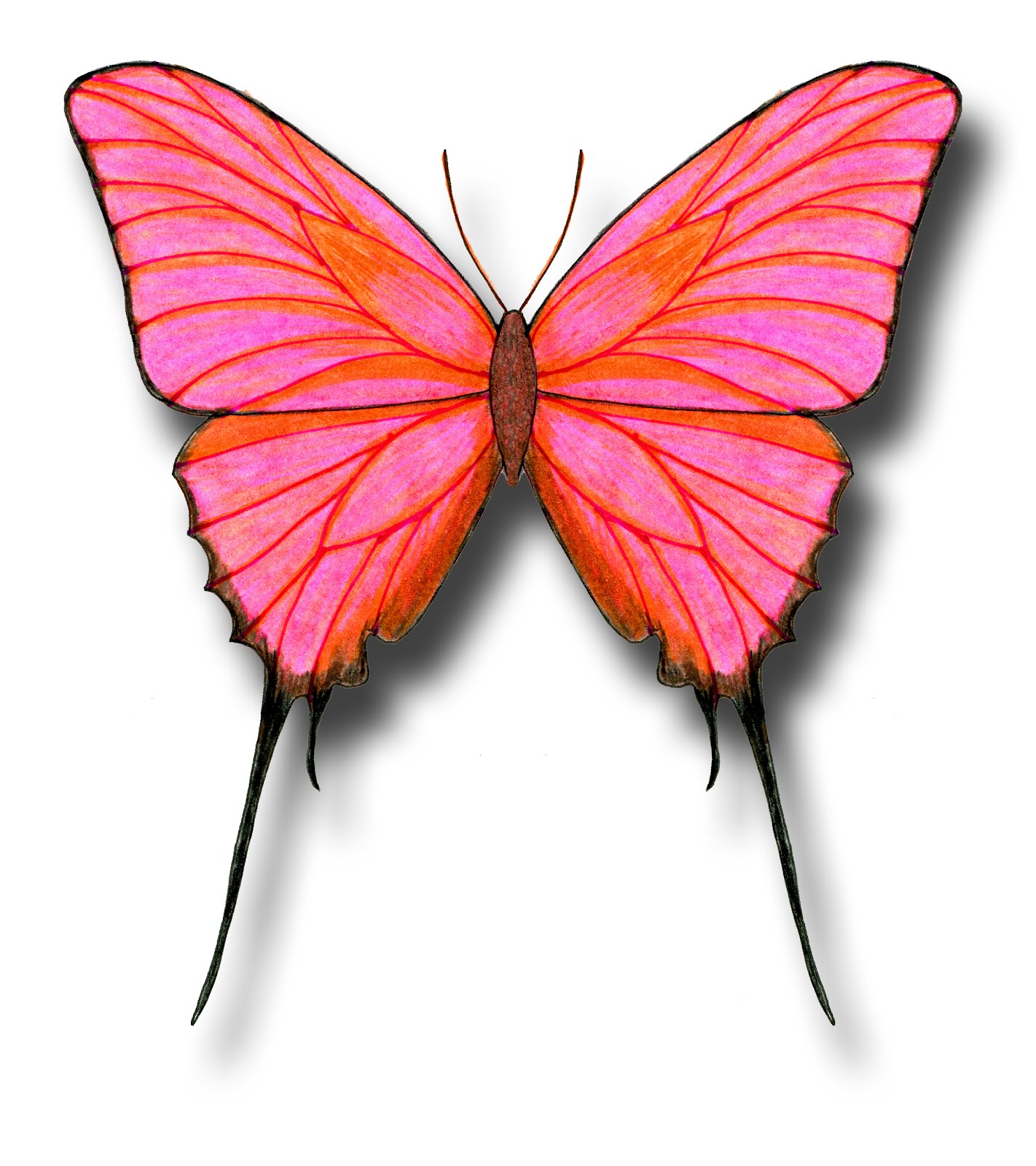 Color Butterfly Drawing Creative Style