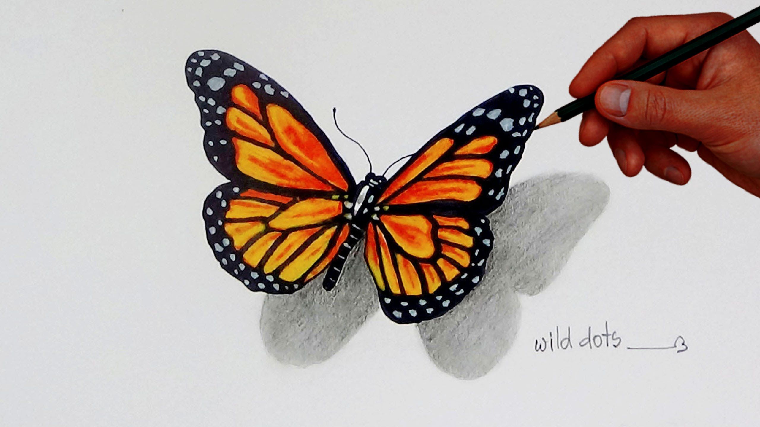 Color Butterfly Drawing Hand Drawn Sketch