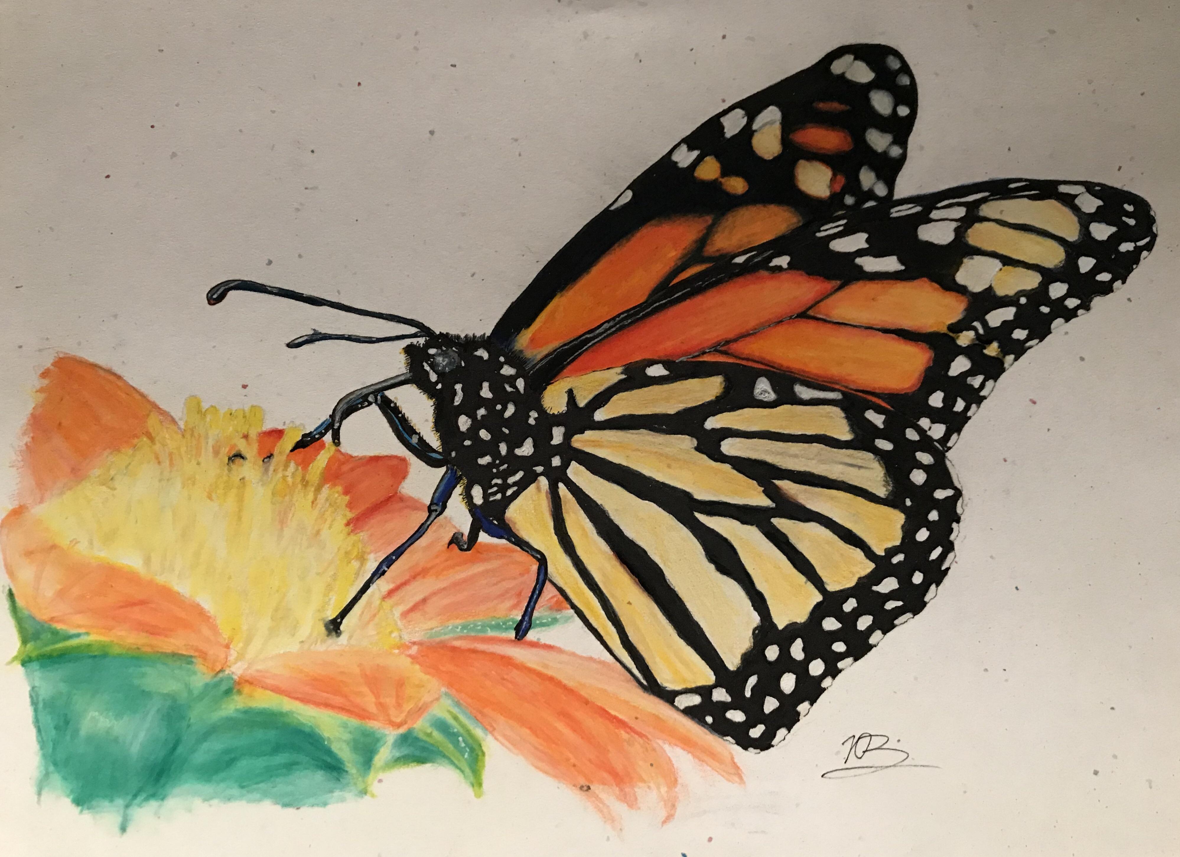 Color Butterfly Drawing Modern Sketch
