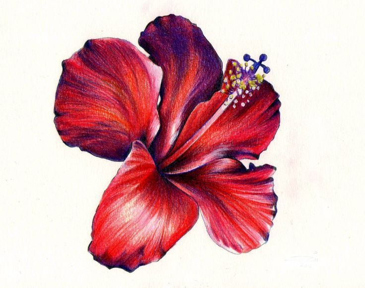 Colorful Flowers Drawing Artistic Sketching