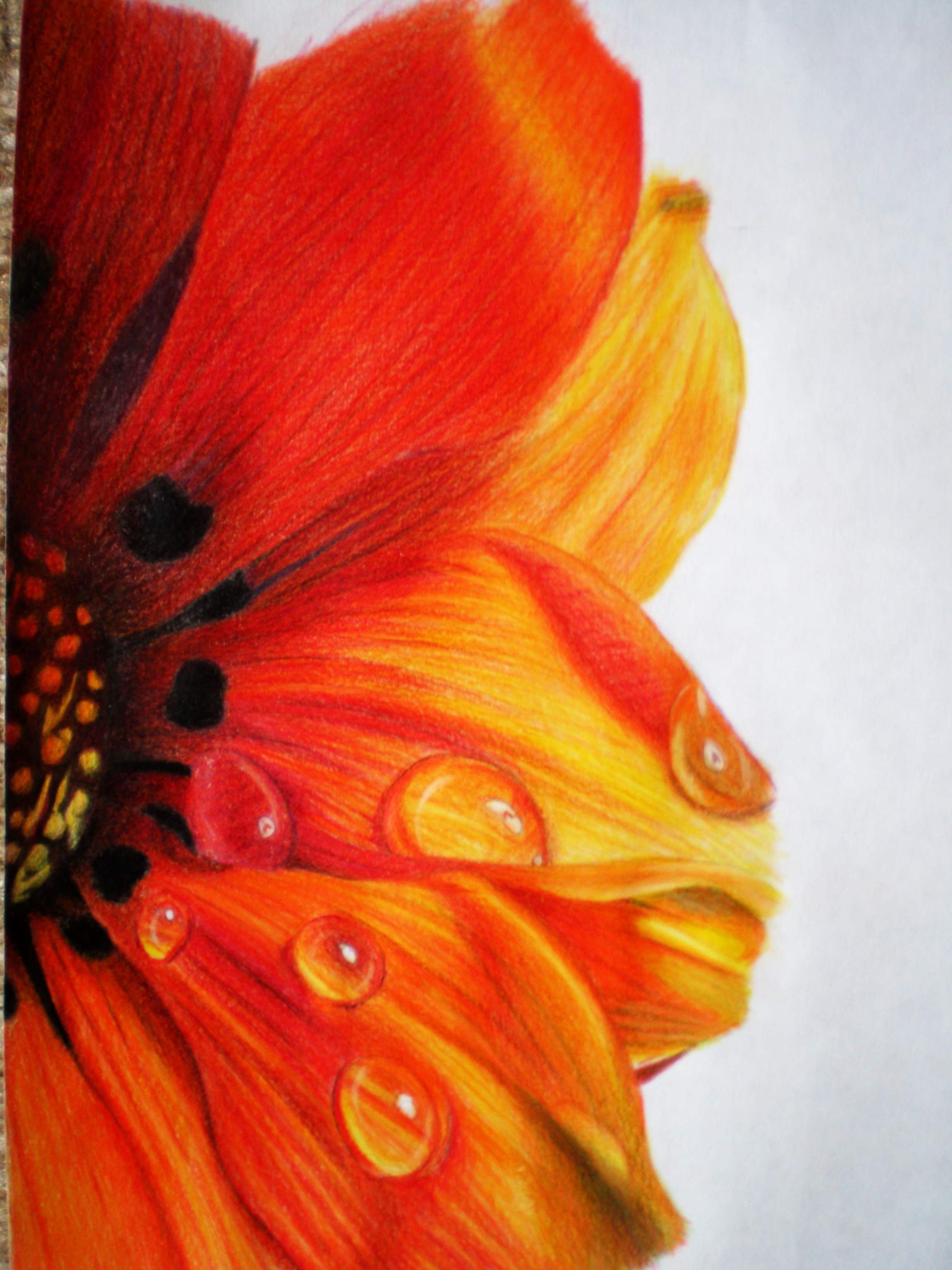 Colorful Flowers Drawing Detailed Sketch