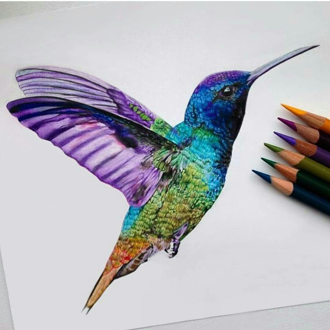 Colorful Hummingbird Drawing Amazing Sketch