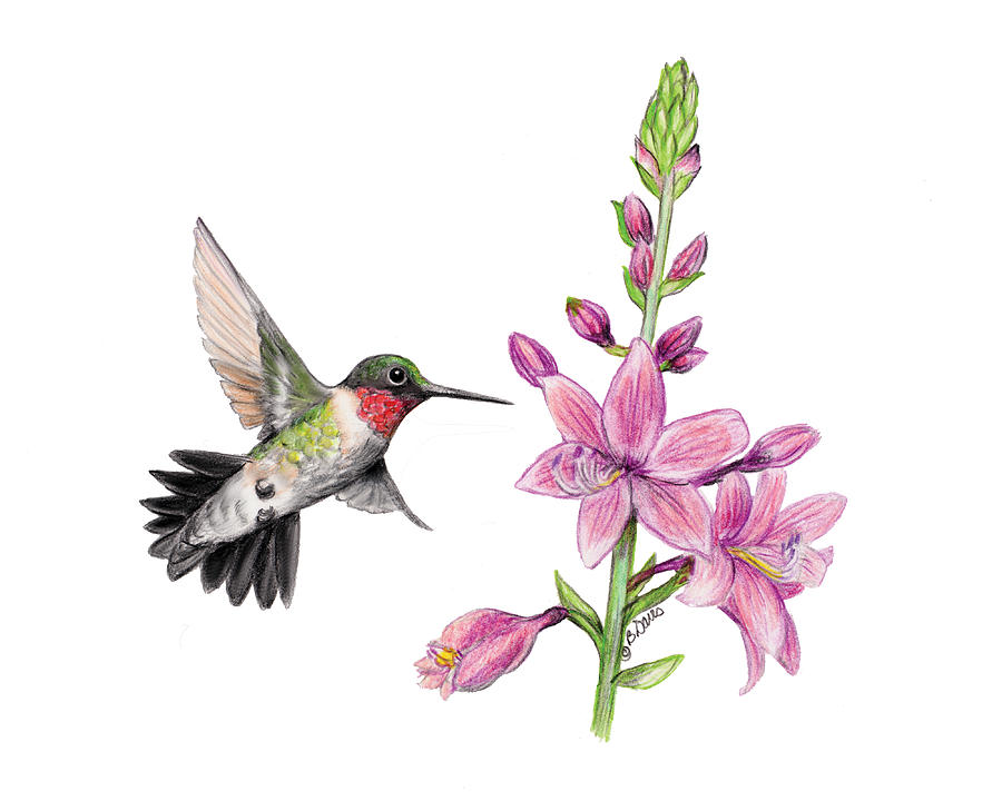 Colorful Hummingbird Drawing Creative Style