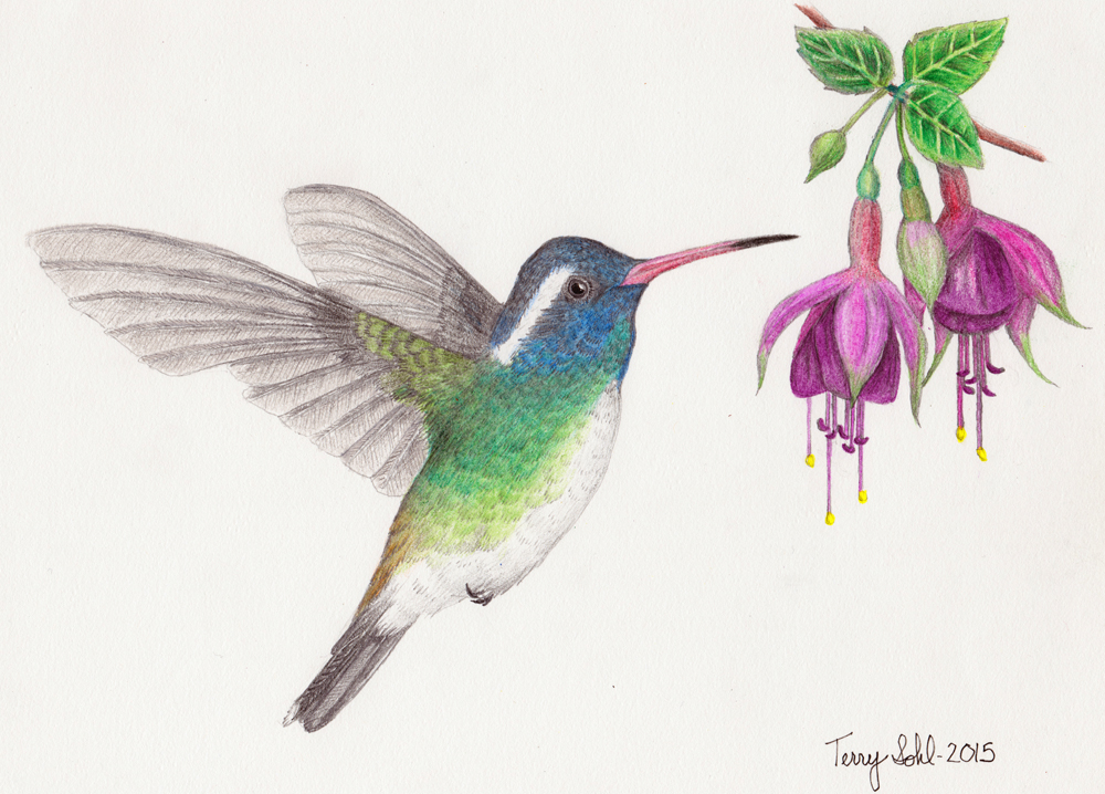 Colorful Hummingbird Drawing Fine Art