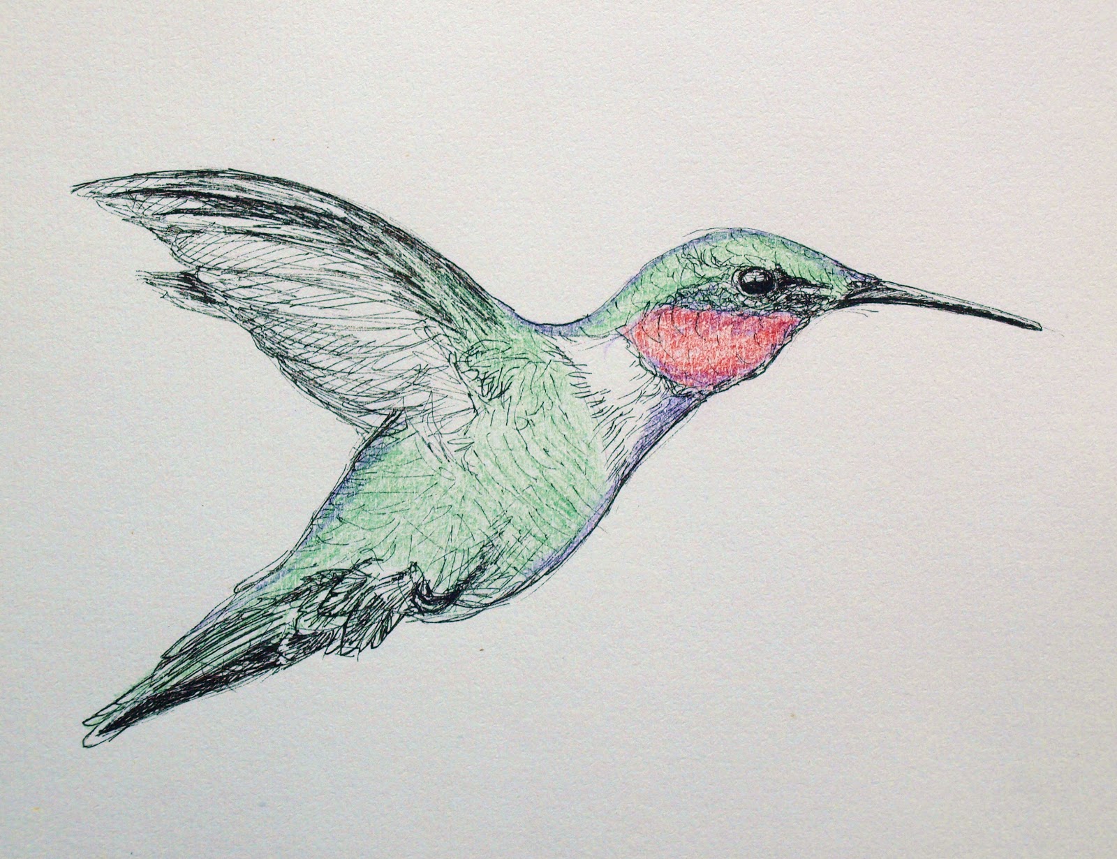 Colorful Hummingbird Drawing Hand drawn Sketch
