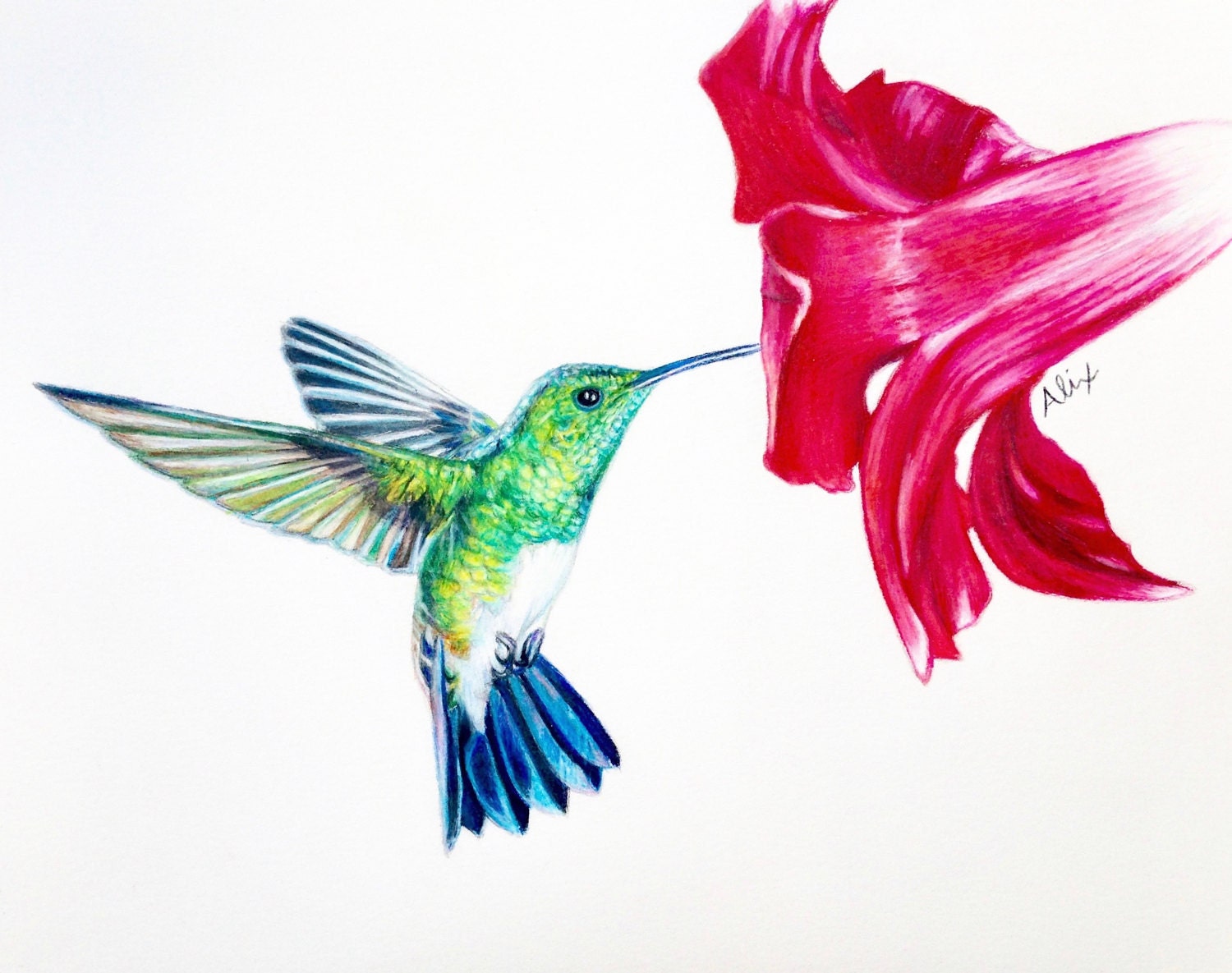 Colorful Hummingbird Drawing Hand drawn