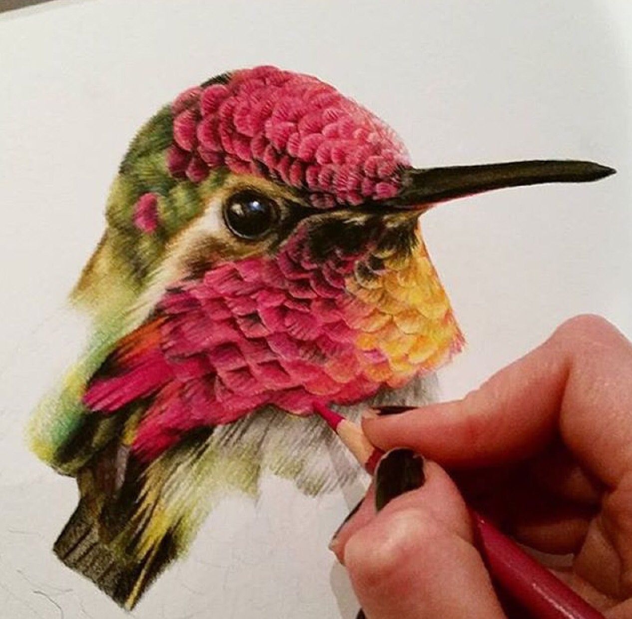 Colorful Hummingbird Drawing Image