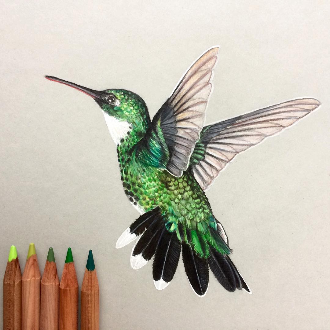 Colorful Hummingbird Drawing Intricate Artwork
