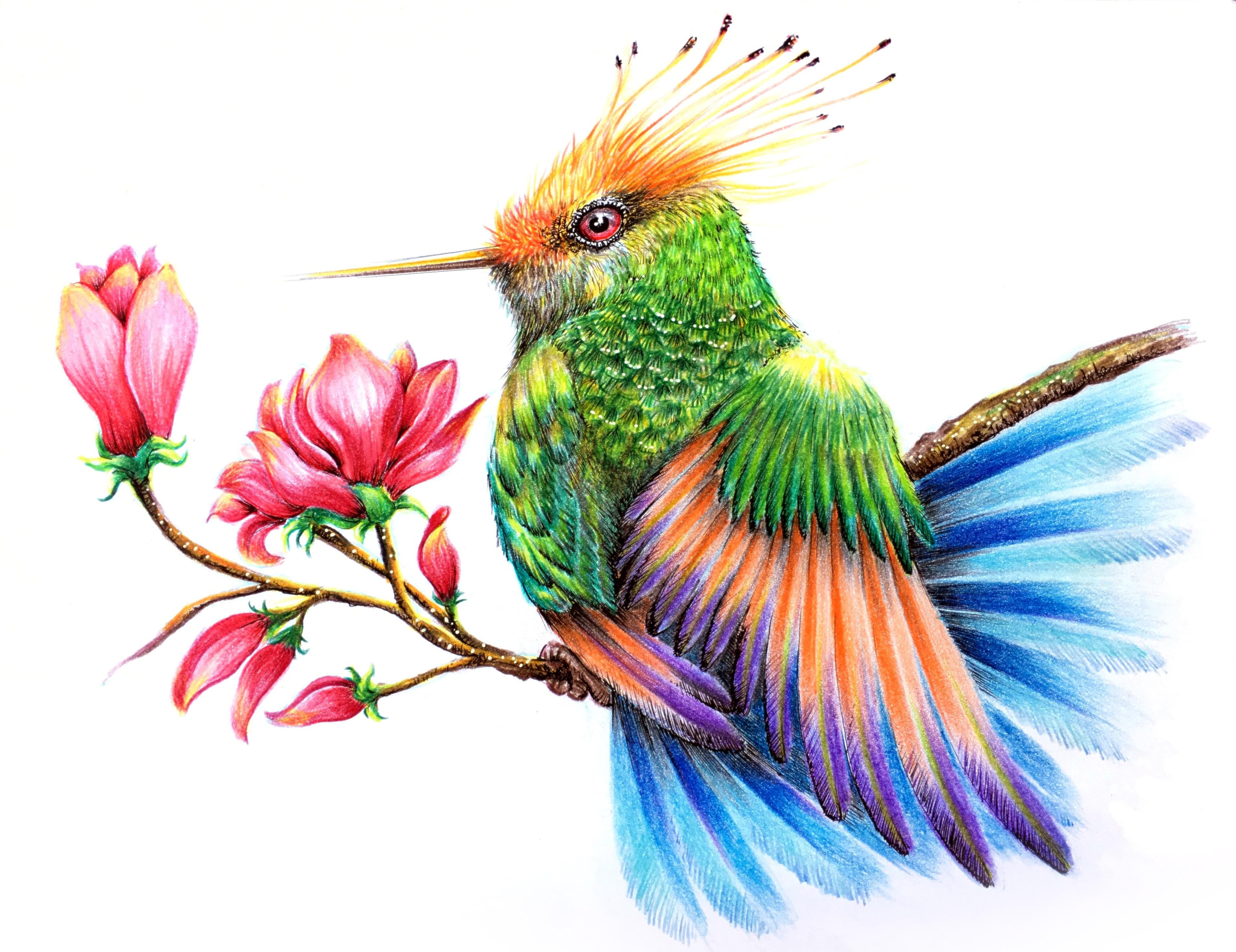 Colorful Hummingbird Drawing Modern Sketch
