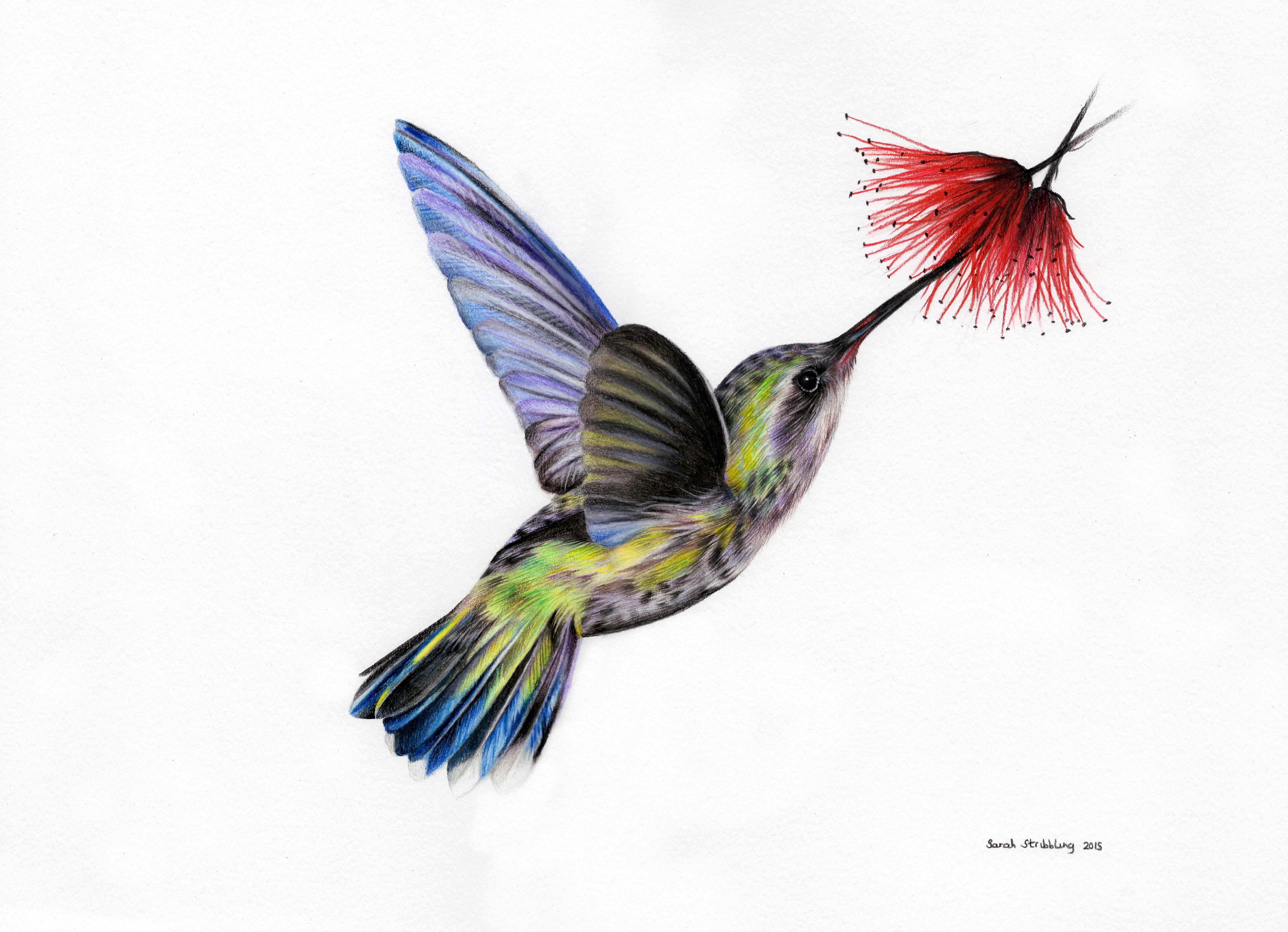 Colorful Hummingbird Drawing Photo