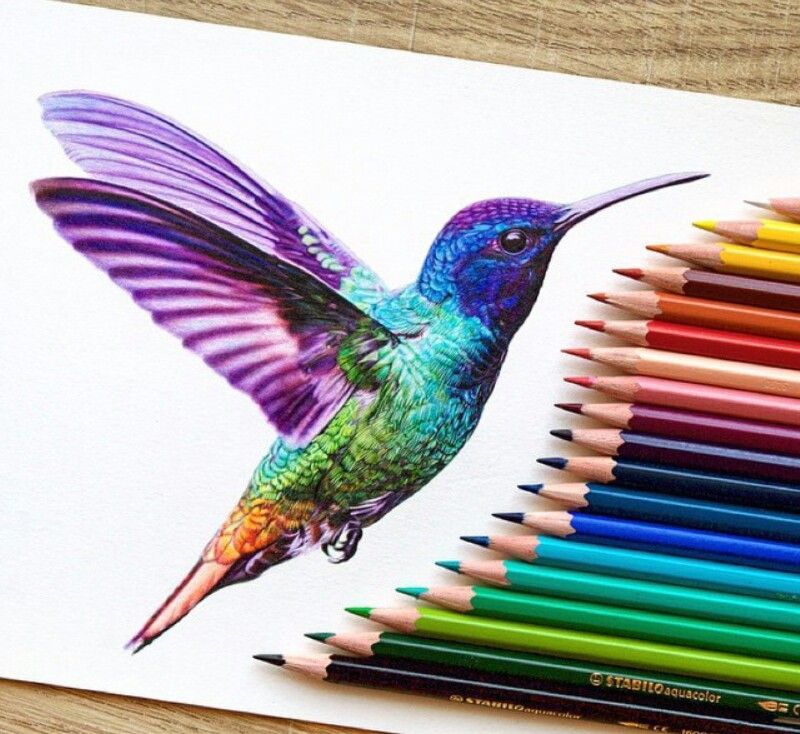 Colorful Hummingbird Drawing Professional Artwork