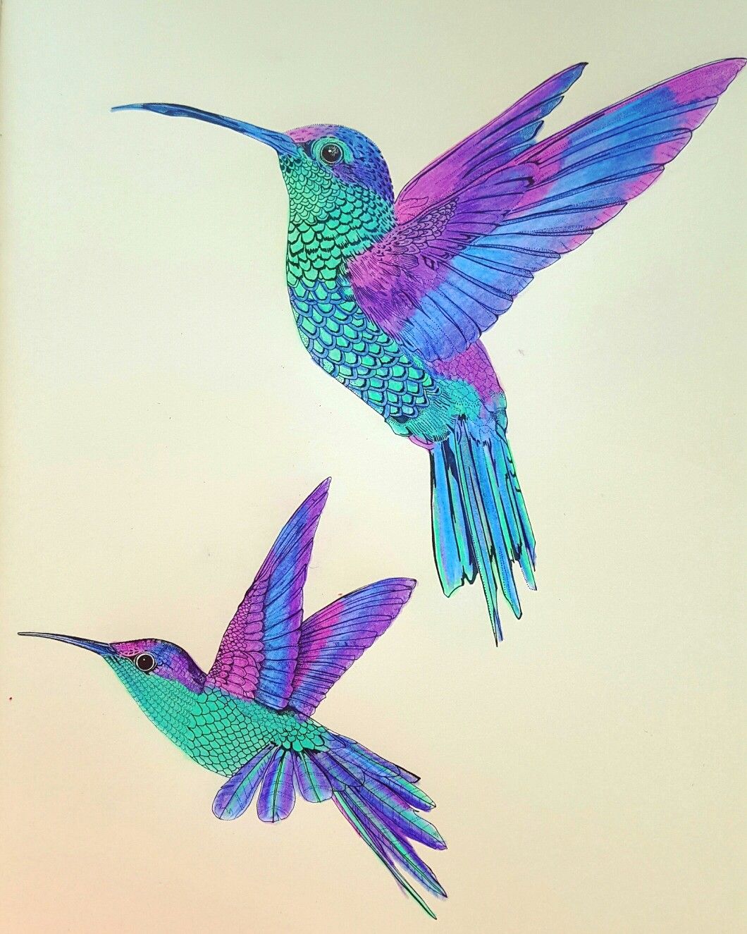 Colorful Hummingbird Drawing Realistic Sketch