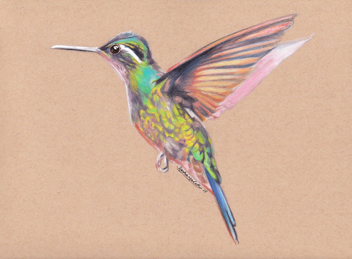 Colorful Hummingbird Drawing Stunning Sketch
