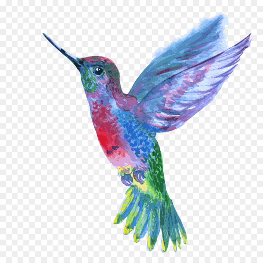 Colorful Hummingbird Drawing