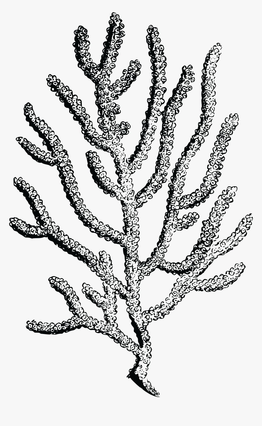 Coral Drawing Fine Art