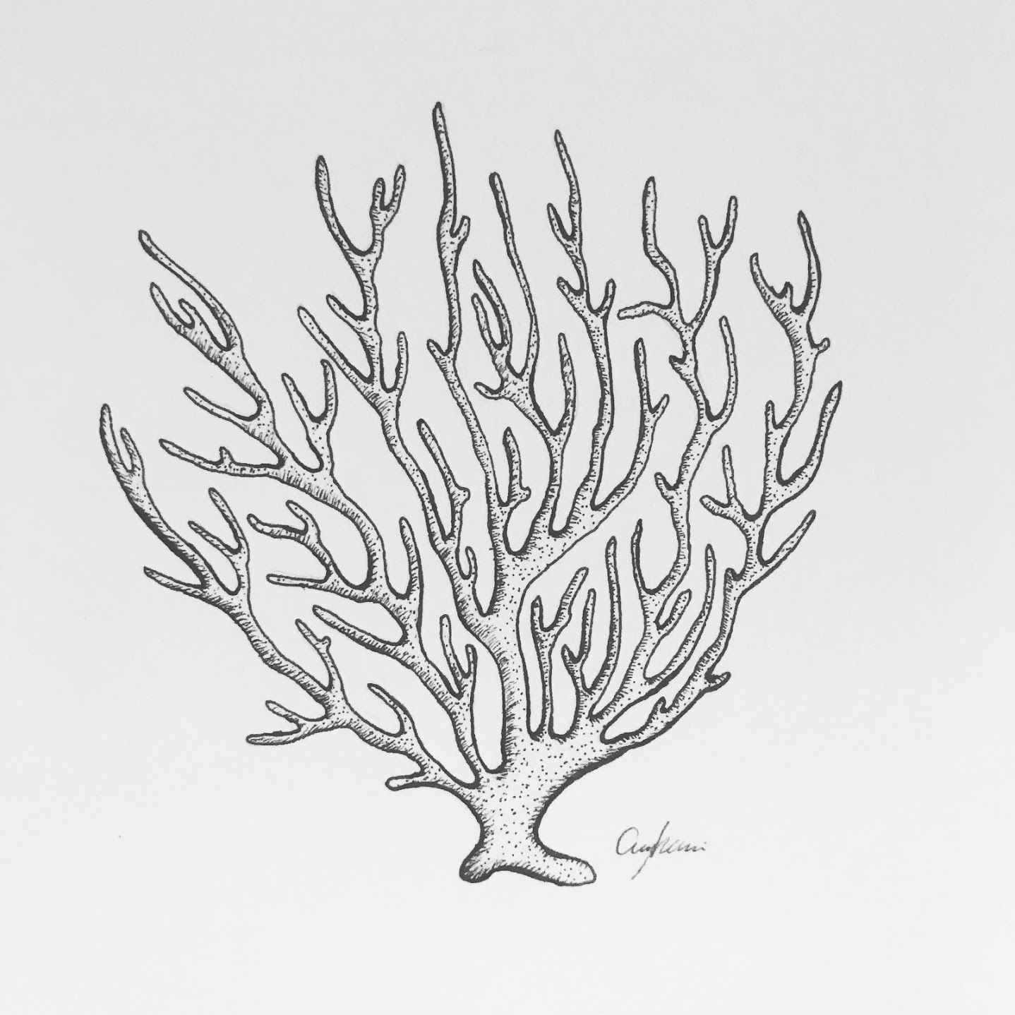 Coral Drawing Hand drawn Sketch