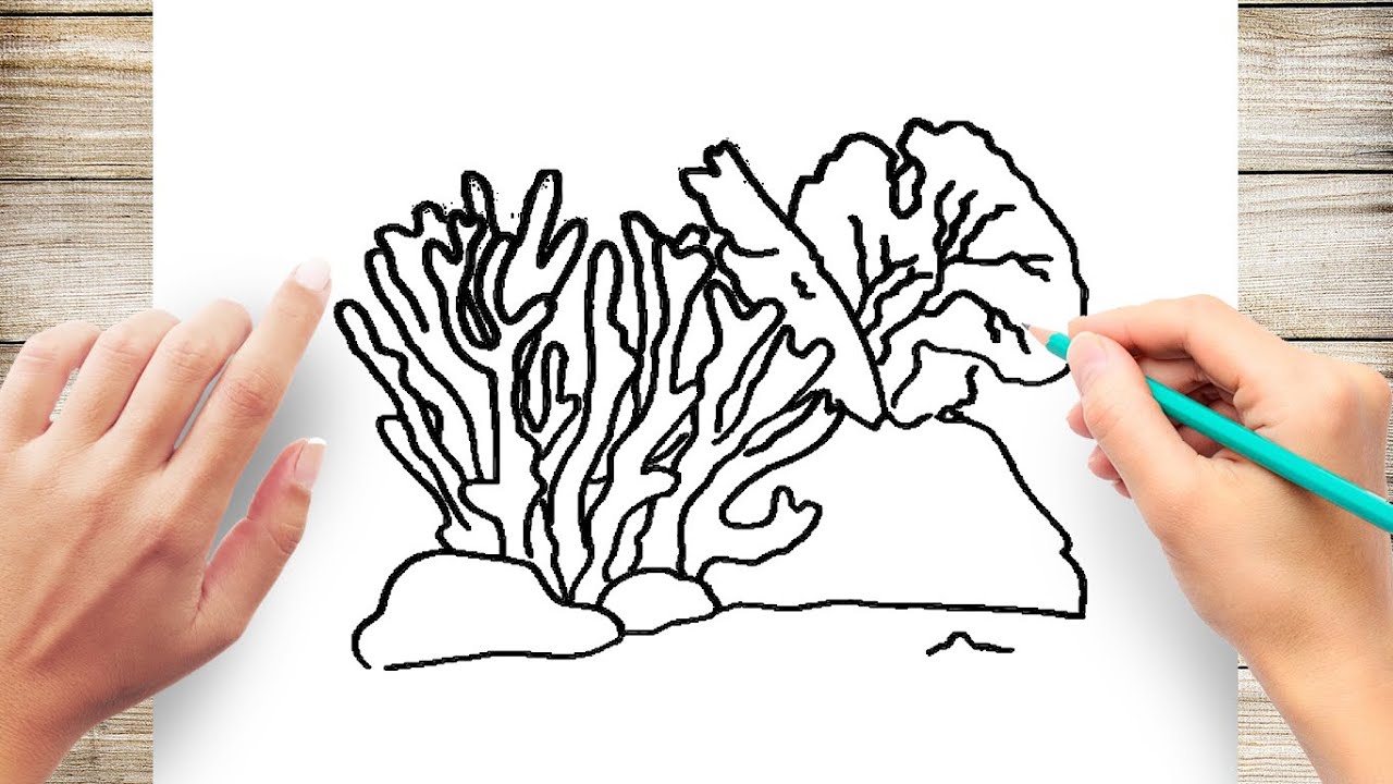 Coral Drawing Professional Artwork