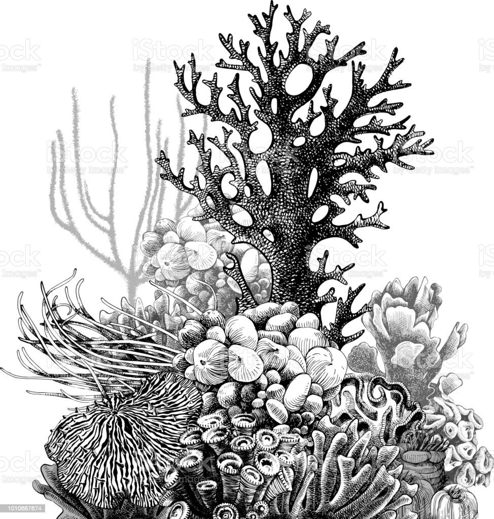Coral Drawing Realistic Sketch
